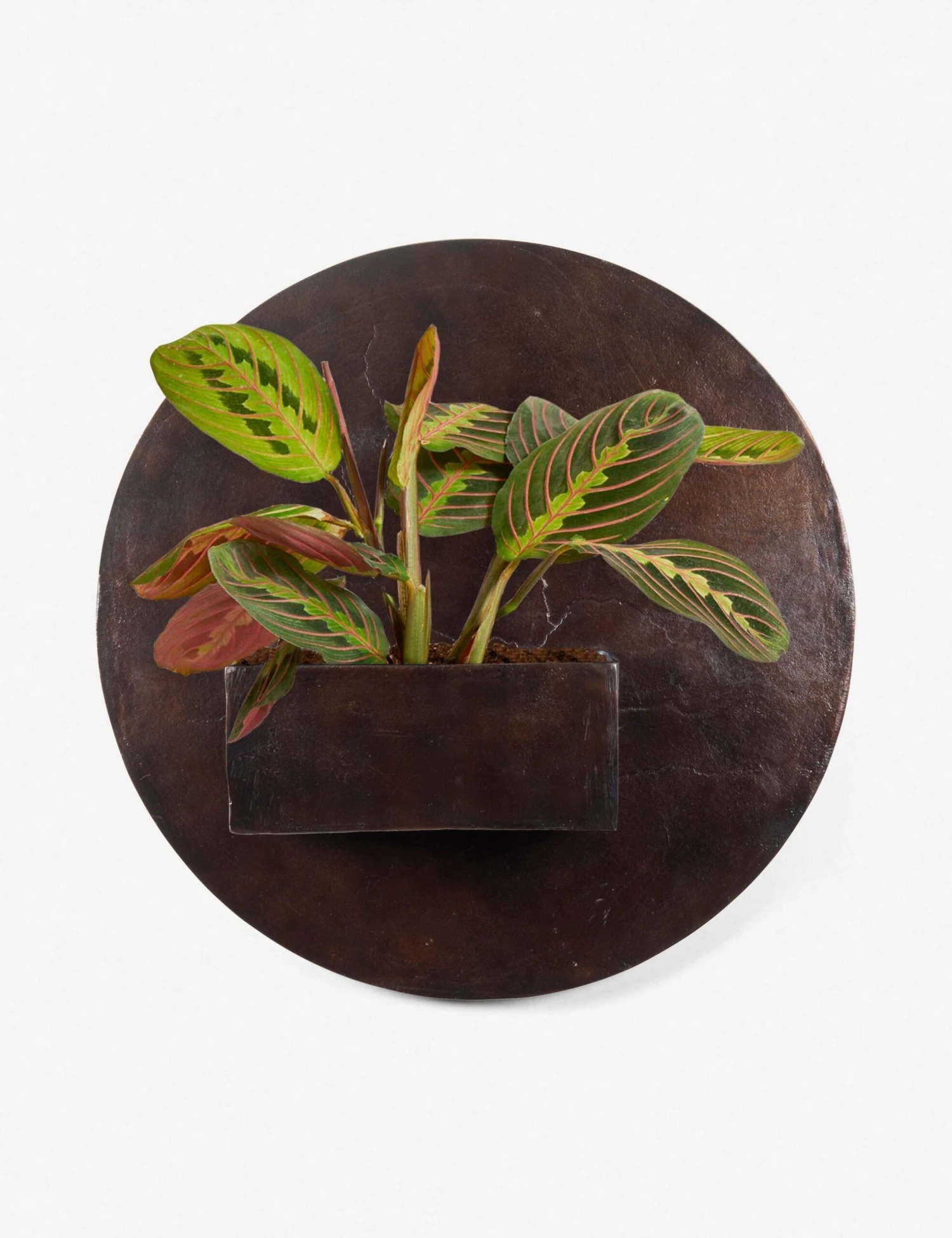 Larayne Circle Wall Planter