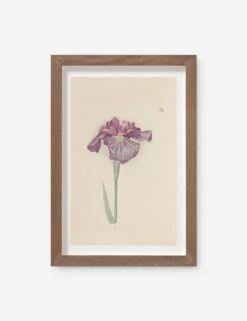 Vintage Japanese Iris No. 28 Wall Art By Miyoshi Manabu